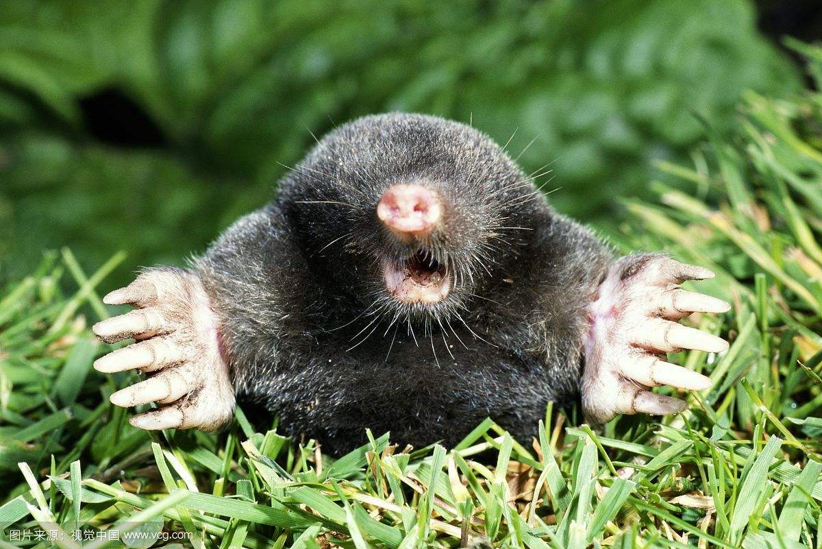 \