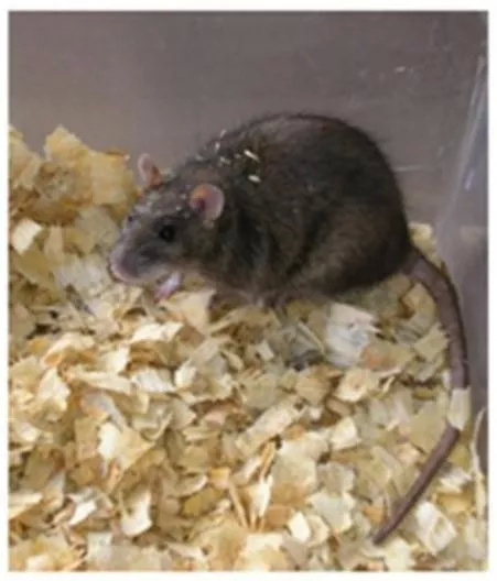 \