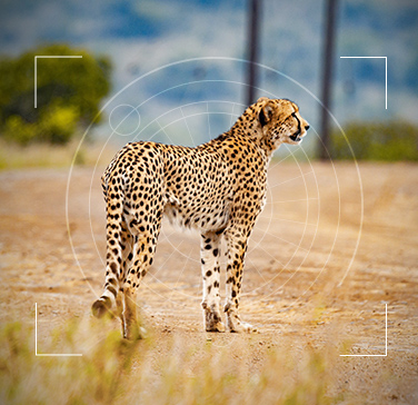动物监测376×364-野生动物智能监测.jpg