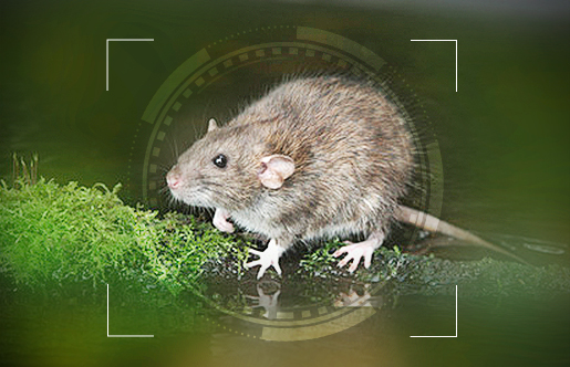 动物监测515×332-病媒生物监测（老鼠改--）.jpg