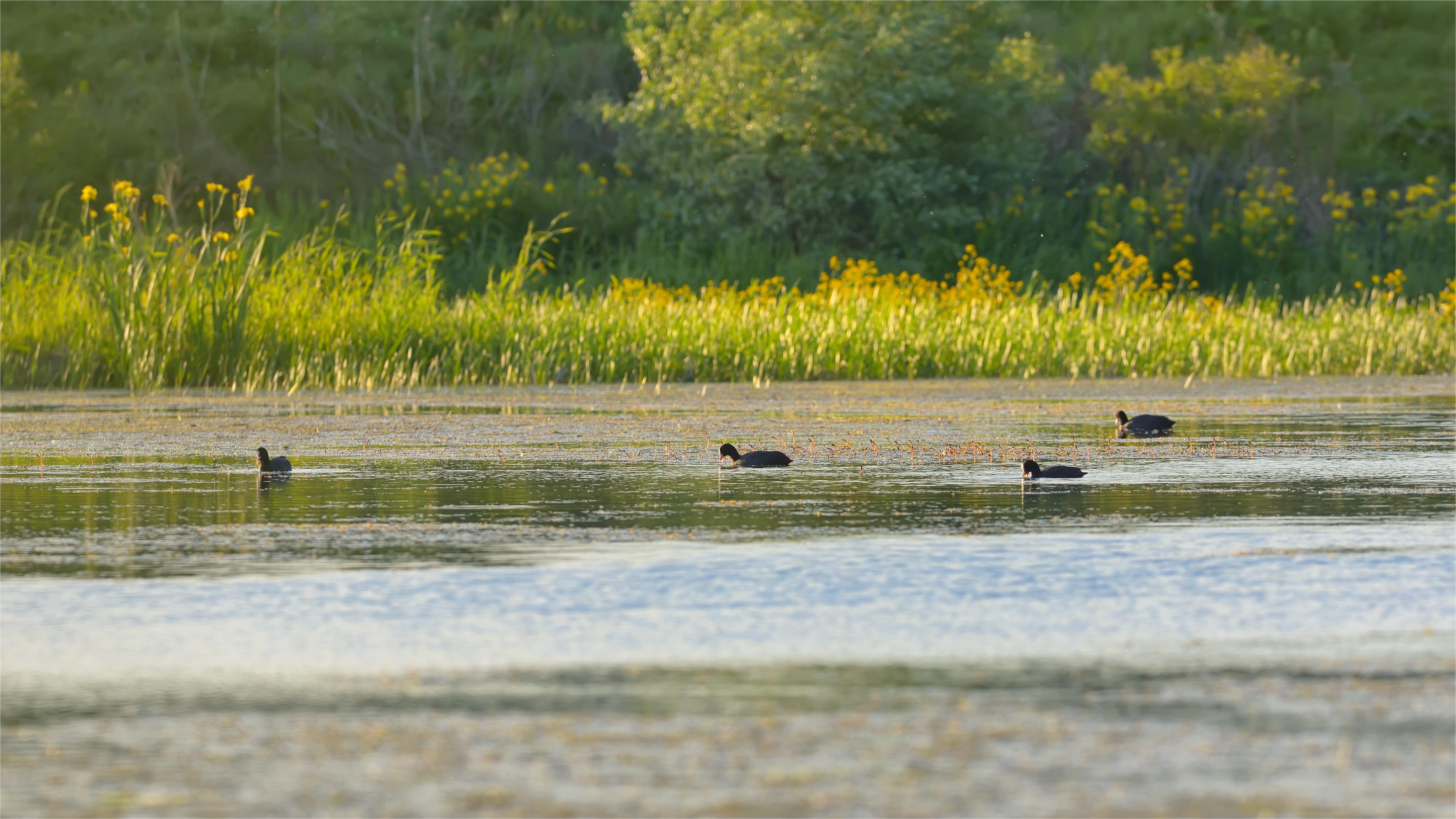 日落时湖上的野鸭.jpg